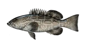 Target species black grouper