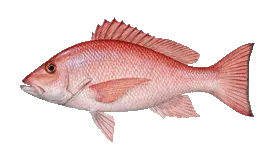 Target species red snapper