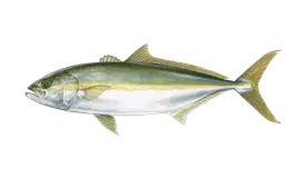 Target species yellowtail amberjack